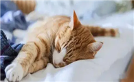 猫咪总爱睡中间为什么啊