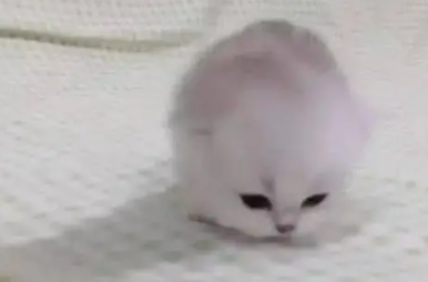 小奶猫开眼的全过程