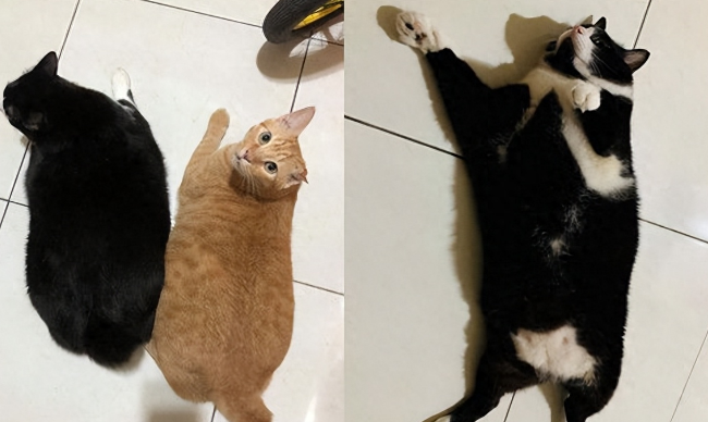 捡了只小奶猫让狗子带，没想到这货长大后居然比狗还大只！