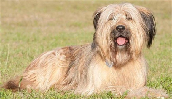 伯瑞犬的特点 待人温和有“洁癖” 伯瑞犬的特点 待人温和有“洁癖”