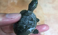 花草杂交龟好养吗