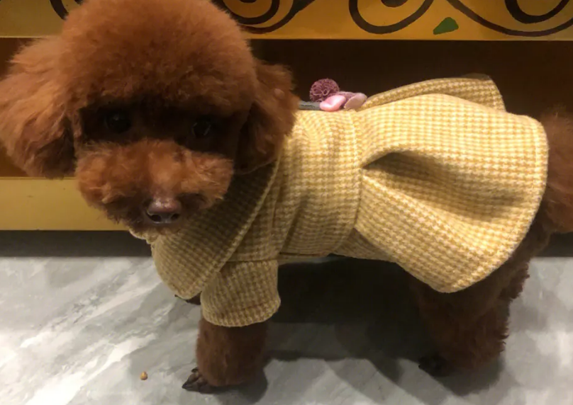 泰迪如何选狗粮 泰迪如何选狗粮