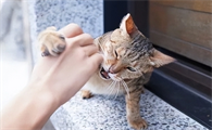 猫咪为什么老是喜欢抓人呢