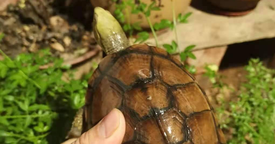 小青龟冬眠吗