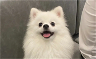 狗狗爱吃纸是怎么回事
