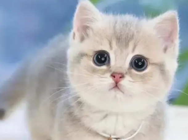 曼基康猫多少钱一只