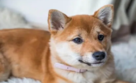 狗狗的尾巴为什么细软