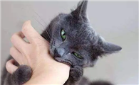 猫咪有时为什么咬人呢