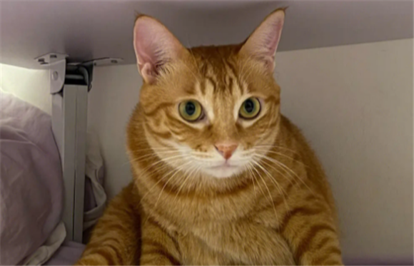 橘猫在风水上的说法 橘猫在风水上的说法