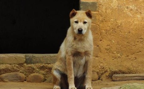 土狗见人就叫怎么办 土狗见人就叫怎么办