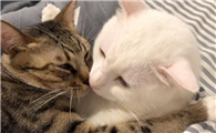 猫猫一直发情怎么办呢