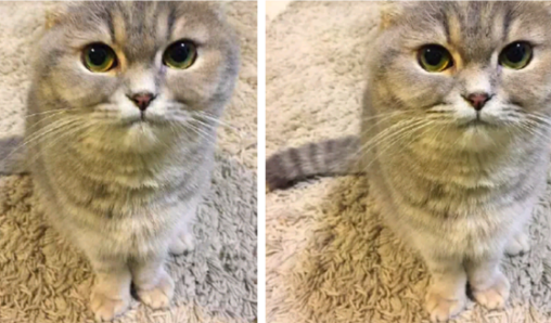 端午换猫对比照什么意思