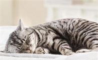 猫咪为什么爱靠自己睡觉的原因
