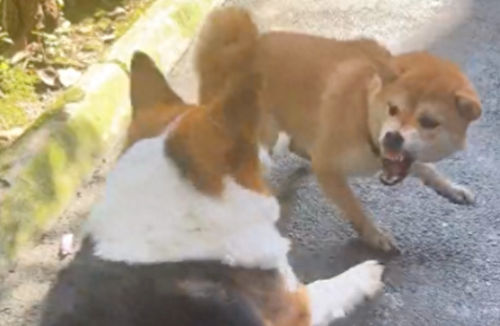 柴犬和柯基打架，它碰瓷假装受伤了抬起脚嗷嗷叫！