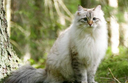 俄罗斯帽子猫官方原图全角度