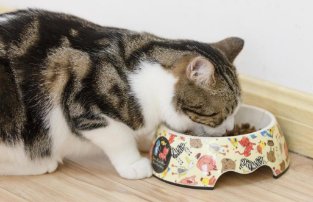 奇鲜猫粮多少钱