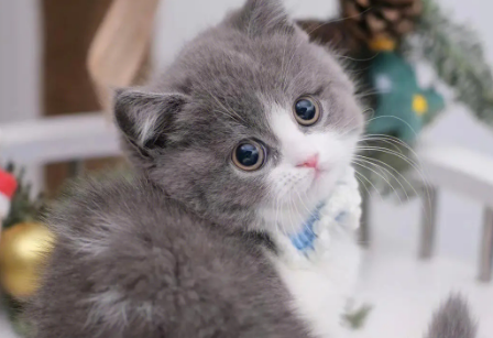 拿破仑矮脚猫是什么品种 拿破仑矮脚猫是什么品种