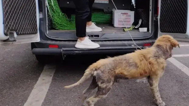 金毛犬，历经了多少磨难，才遇到一位愿意帮它的人!