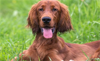爱尔兰塞特犬多少钱一只呢？来了解下吧