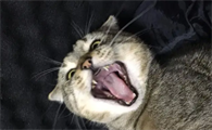 猫咪为什么是狗叫