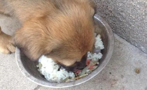 土狗为什么可以吃剩饭