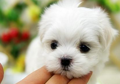 绣球犬是什么,绣球犬是什么样的狗? 绣球犬是什么,绣球犬是什么样的狗?