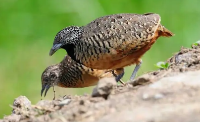 家养鹌鹑可以喂剩饭吗 家养鹌鹑可以喂剩饭吗