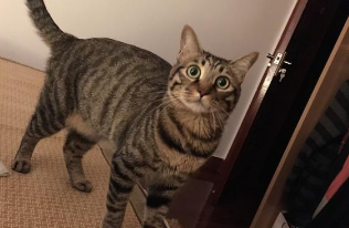 狸花猫幼崽多少钱一只
