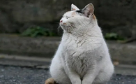 猫咪为什么会主动离你而去