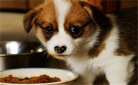 狗狗为什么挑食呢怎么办