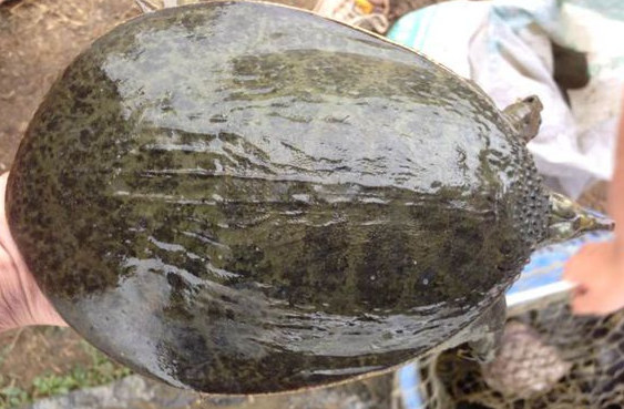 珍珠鳖为什么不宜食用