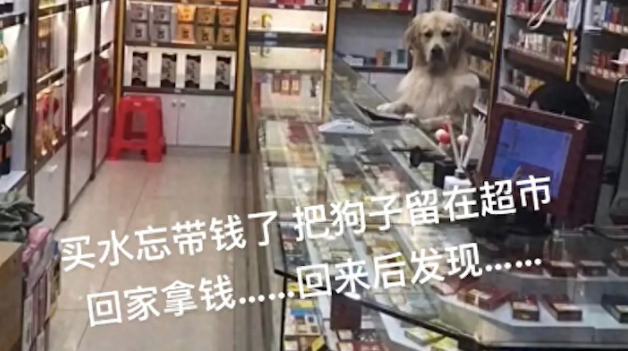 网友把狗狗留在店里,回来看它正趴在柜台上 网友把狗狗留在店里,回来看它正趴在柜台上
