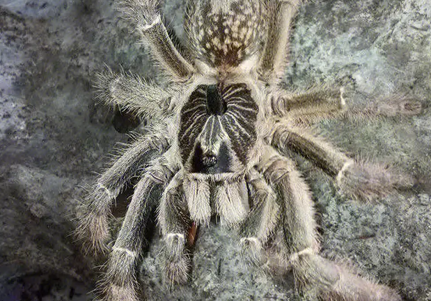 斜角巴布蜘蛛适合新手吗