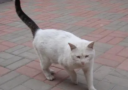 中国八大名猫雪里拖枪怎么样