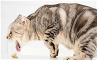 猫咪被打之后为什么会吐呢