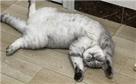 猫咪为什么总爱仰躺着啊