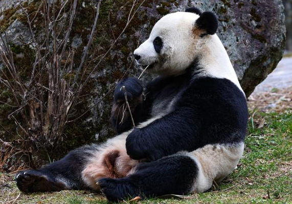 中国第一只熊猫