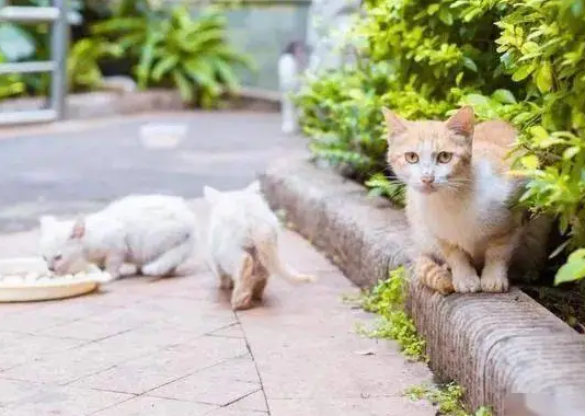 把捡来的流浪猫扔了知乎