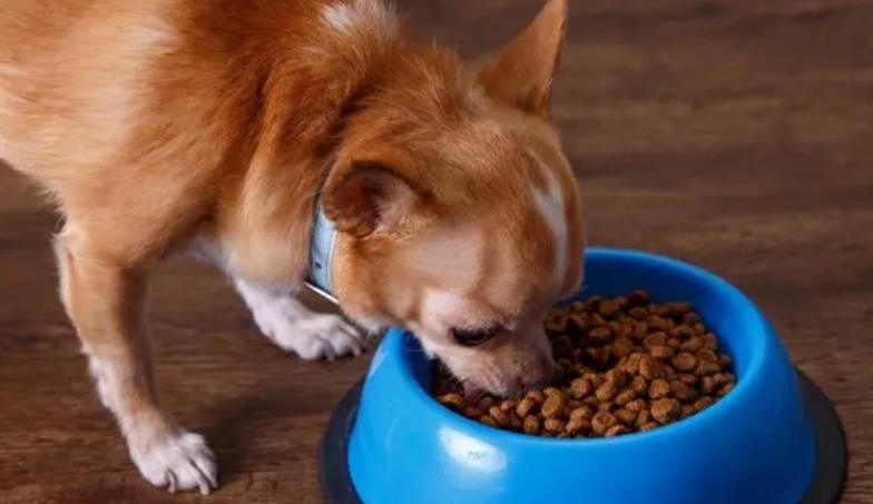 皇冠宠物食品好不好？