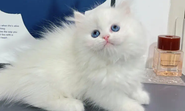 纯白拿破仑猫好养吗
