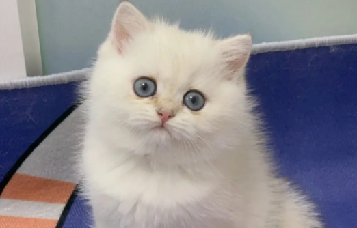 金点猫从小到大的变化