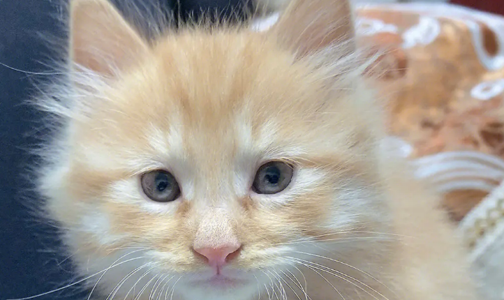 招财不俗气的猫咪名字