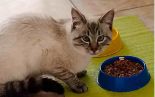 彼特堡猫粮真假辨别 彼特堡猫粮真假辨别