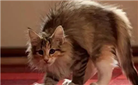 猫咪为什么弓着背对你叫啊