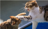 猫咪在屋里打架是为什么啊