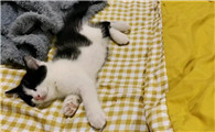 猫咪蹬腿翻滚