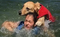 为什么狗狗可以救人呢