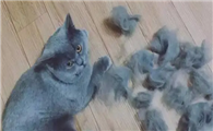 四个月猫咪掉毛怎么回事啊