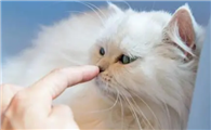 猫咪为什么爱学主人呢