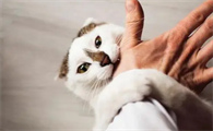 为什么要让猫咪打疫苗呢有什么好处
